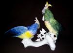 " DOUBLE COCKATOO "