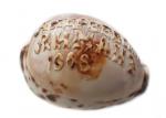 Cypreus shell with the inscription "St. Andrew
