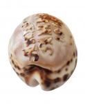 Cypreus shell with the inscription "St. Andrew
