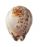 Cypreus shell with the inscription "St. Andrew