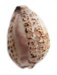 Cypreus shell with the inscription "St. Andrew