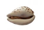Cypreus shell with the inscription "St. Andrew